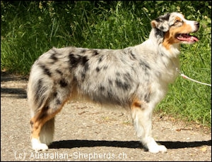 Australian Shepherd Aussie blue merle markgräfler sunshine Kira