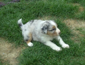 Aussie Welpe blue merle Kira 4 wochen