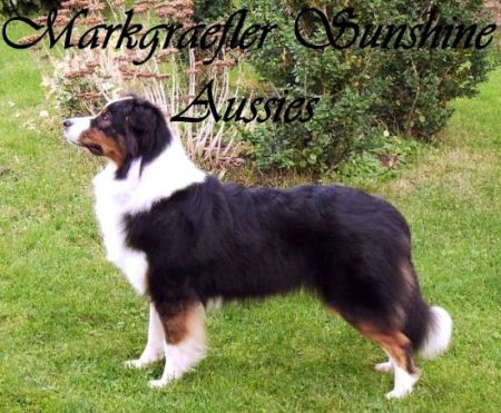 Our Valley View Grace Of Royal - Australian Shepherd - Markgräfler Aussies