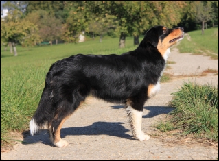 Australian Shepherd 6 Monate