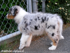 Aussie Welpe blue merle Kira 9 wochen