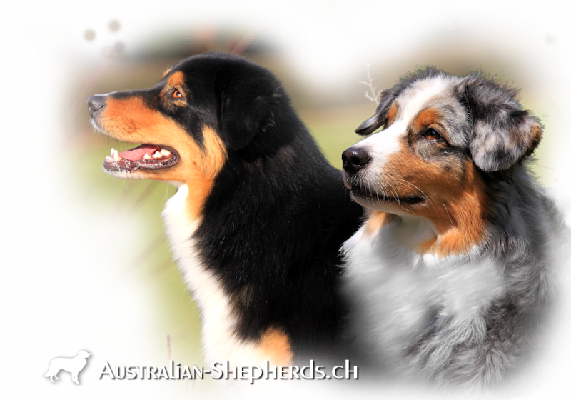 australian-shepherds-schweiz-markgraefler-sunshine-kira&los-perros-locos-cute-flowerpower