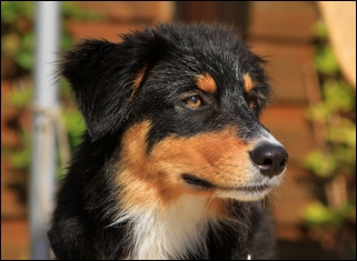 Australian Shepherd 5 Monate, 20 Wochen alt