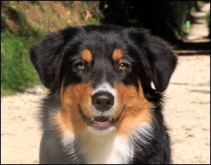 Australian Shepherd 7 Monate