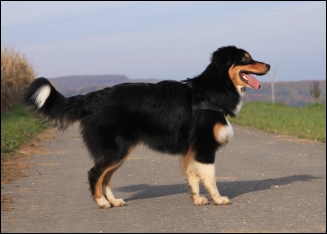 Australian Shepherd 7 Monate