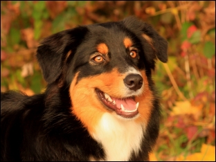 Australian Shepherd 8 Monate