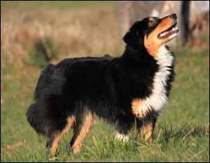 Australian Shepherd 8 Monate