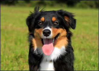 Australian Shepherd 6 Monate