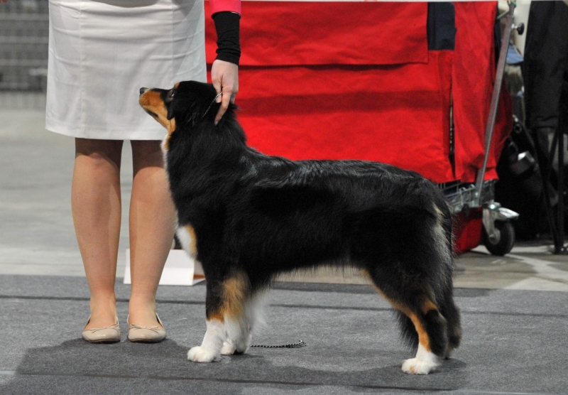 Australian Shepherd Los Perros Locos Cute Flowerpower im Show Ring