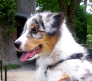 Australian Shepherd Aussie Welpe 12 wochen alt