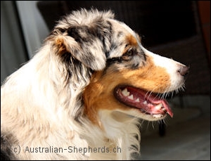 Australian Shepherd Aussie markgräfler sunshine Kira