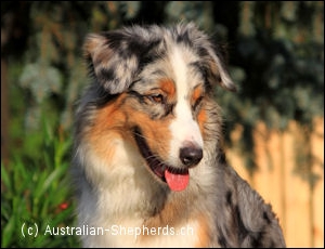 Australian Shepherd blue merle markgräfler sunshine Kira