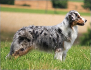 Australian Shepherd markgraefler sunshine Kira