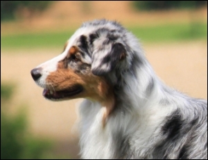 Australian Shepherd markgraefler sunshine Kira