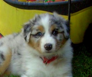 Aussie Welpe blue merle Kira 4 wochen