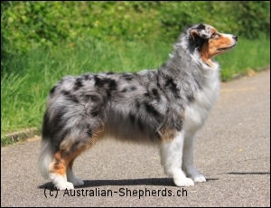 Australian Shepherd markgraefler sunshine Kira