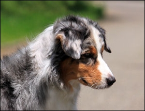 Australian Shepherd markgraefler sunshine Kira