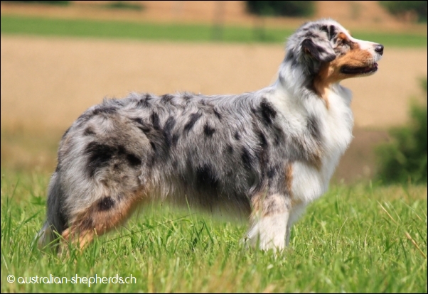 australian shepherd markgräfler sunshine kira