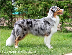 Australian Shepherd blue merle markgraefler sunshine Kira