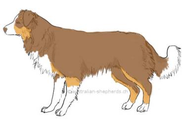 Australian Shepherd red tri copper white