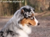 aussie-blue-merle