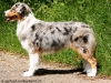 markgraefler-sunshine-kira-australian-shepherd