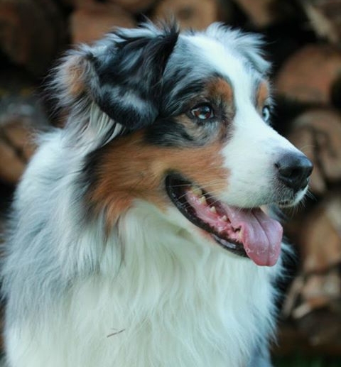 nannuk